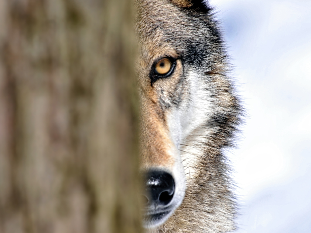 Le loup et nous  France Nature Environnement