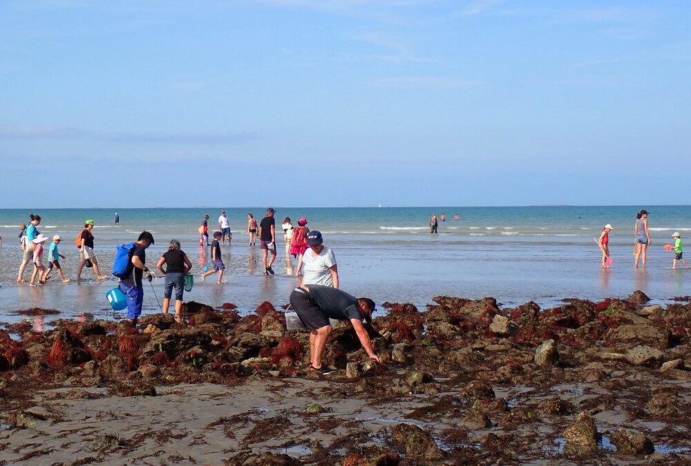 Dernières grandes marées de l’année : plus de 650 pêcheurs à pied sensibilisés