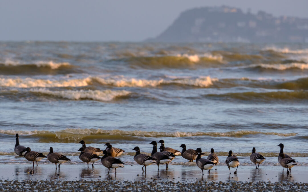 Comptage ornithologique en baie de Saint-Brieuc