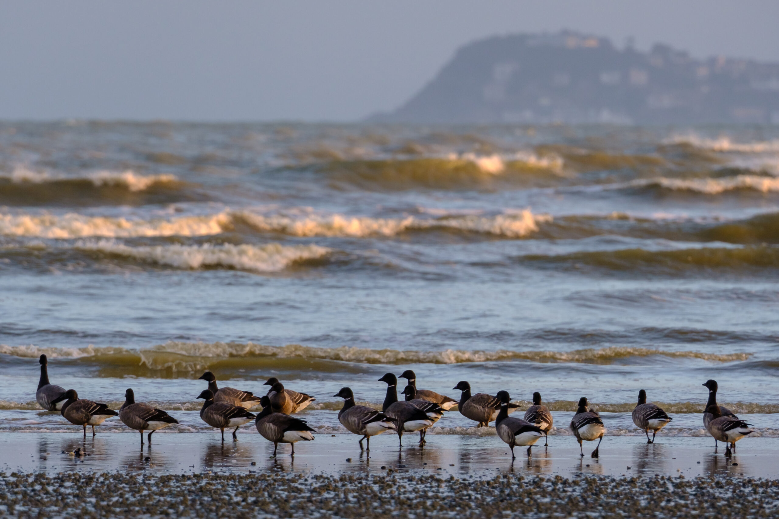 Comptage ornithologique en baie de Saint-Brieuc