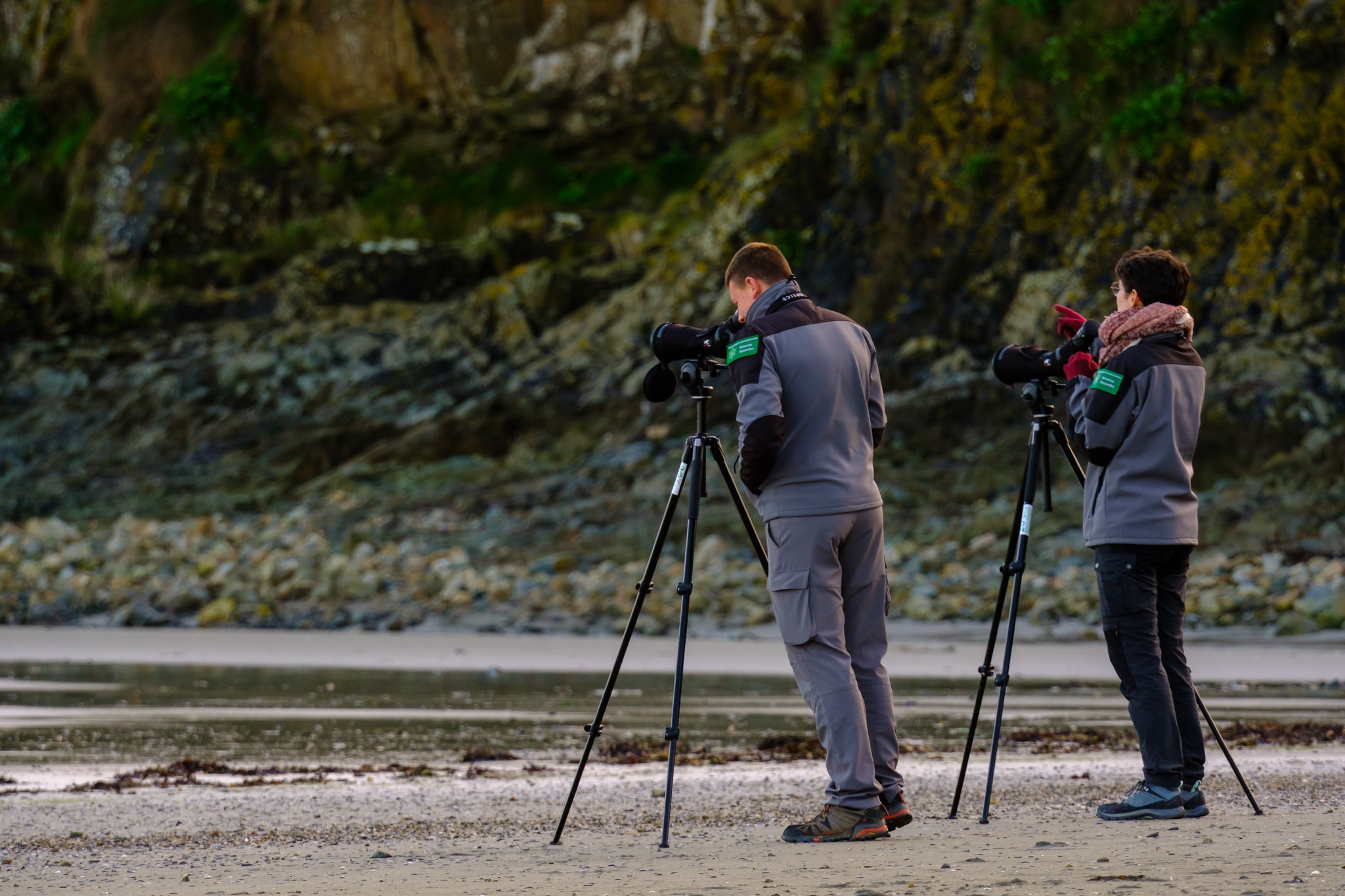 Comptage ornithologique en baie de Saint-Brieuc