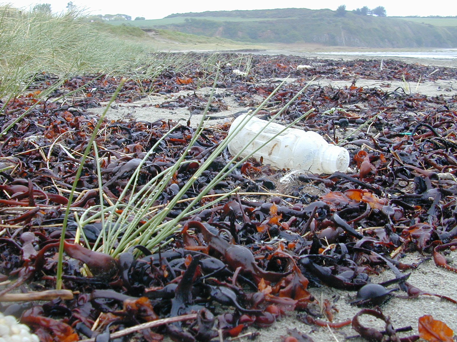 Nettoyage de plage sur la Réserve naturelle de la baie de Saint-Brieuc