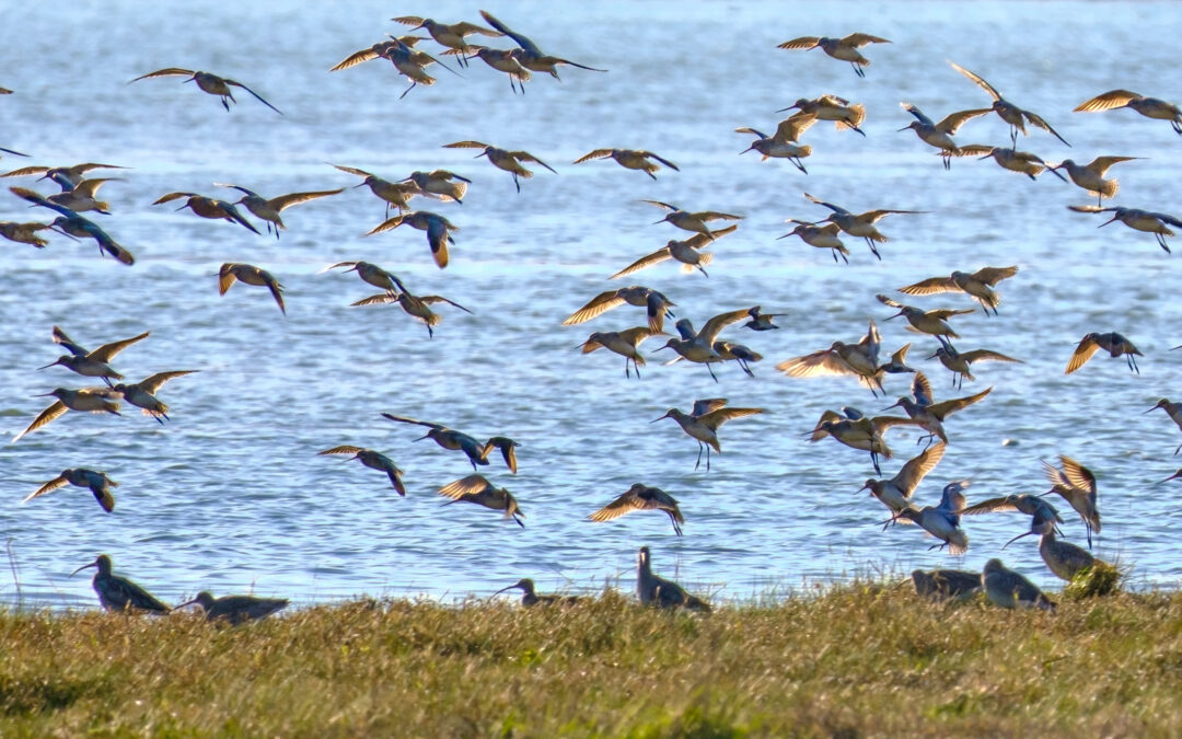 Comptage ornithologique en baie de Saint-Brieuc