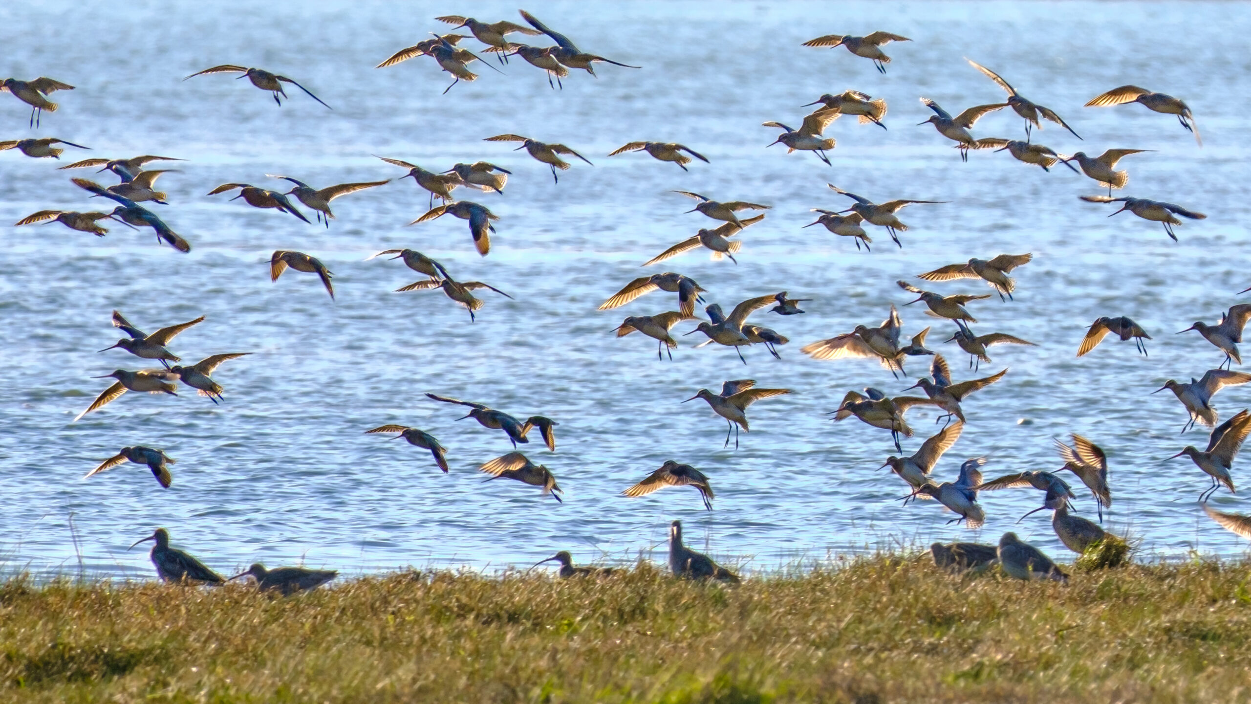 Comptage ornithologique en baie de Saint-Brieuc