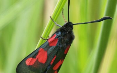Contribuer à l’élaboration de l’atlas des zygènes de Bretagne