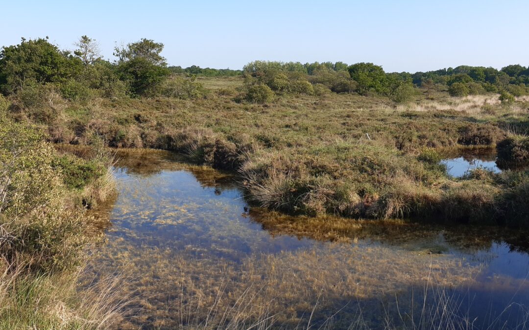 Projet de création de la Réserve Naturelle Régionale des Landes de La Poterie : point d’étape