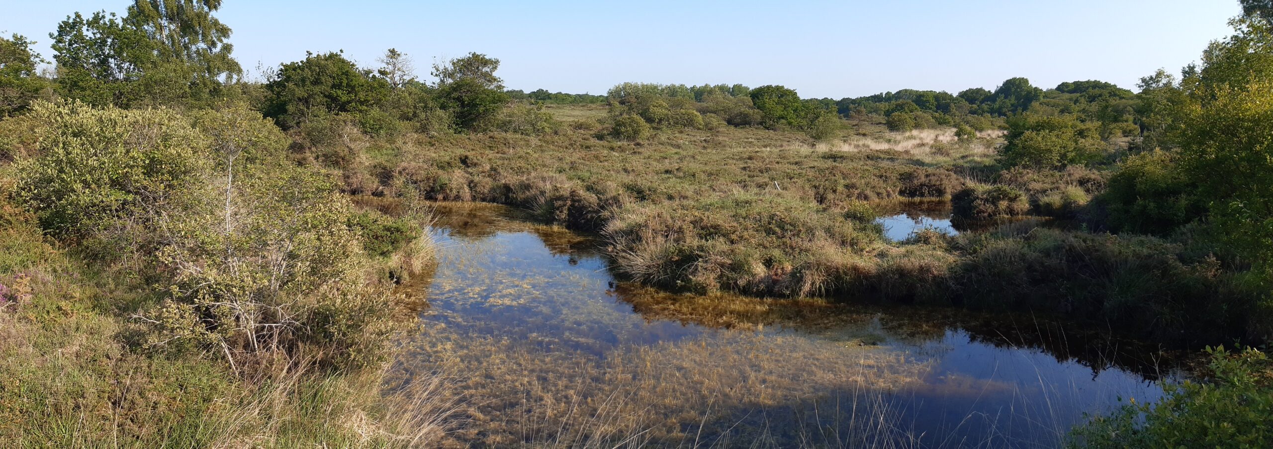 Projet de création de la Réserve Naturelle Régionale des Landes de La