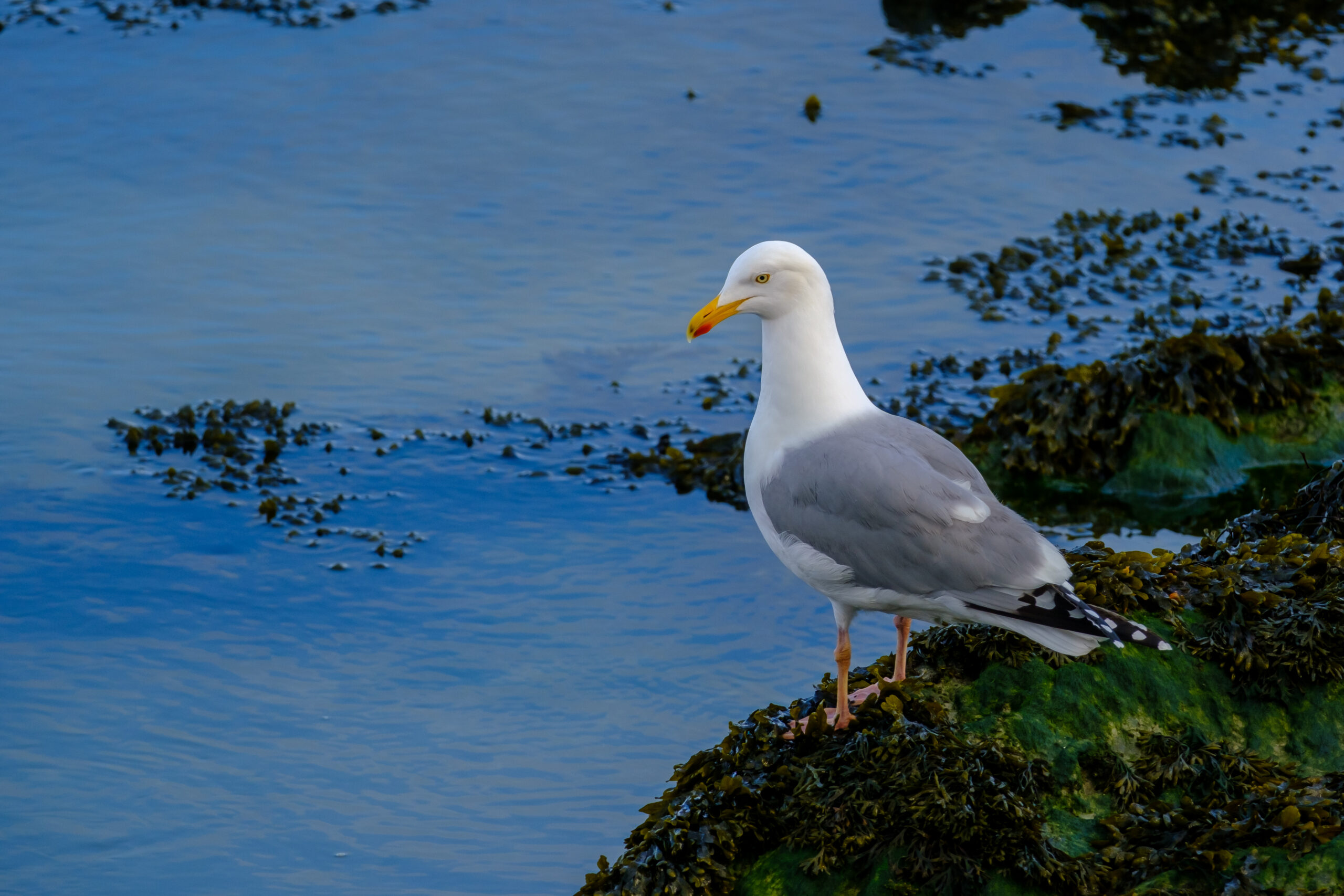 Comptage ornithologique en baie de Saint-Brieuc