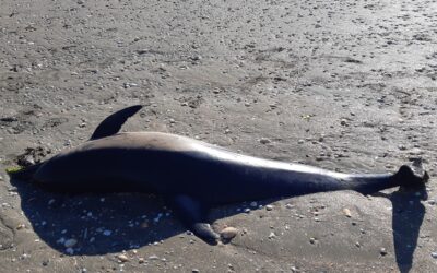 Échouage de dauphins sur la Réserve naturelle de la baie de Saint-Brieuc