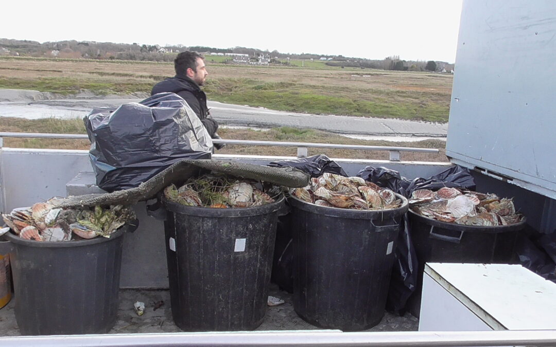 300 kg de débris coquillers ramassés au sein de la Réserve naturelle de la baie de Saint-Brieuc