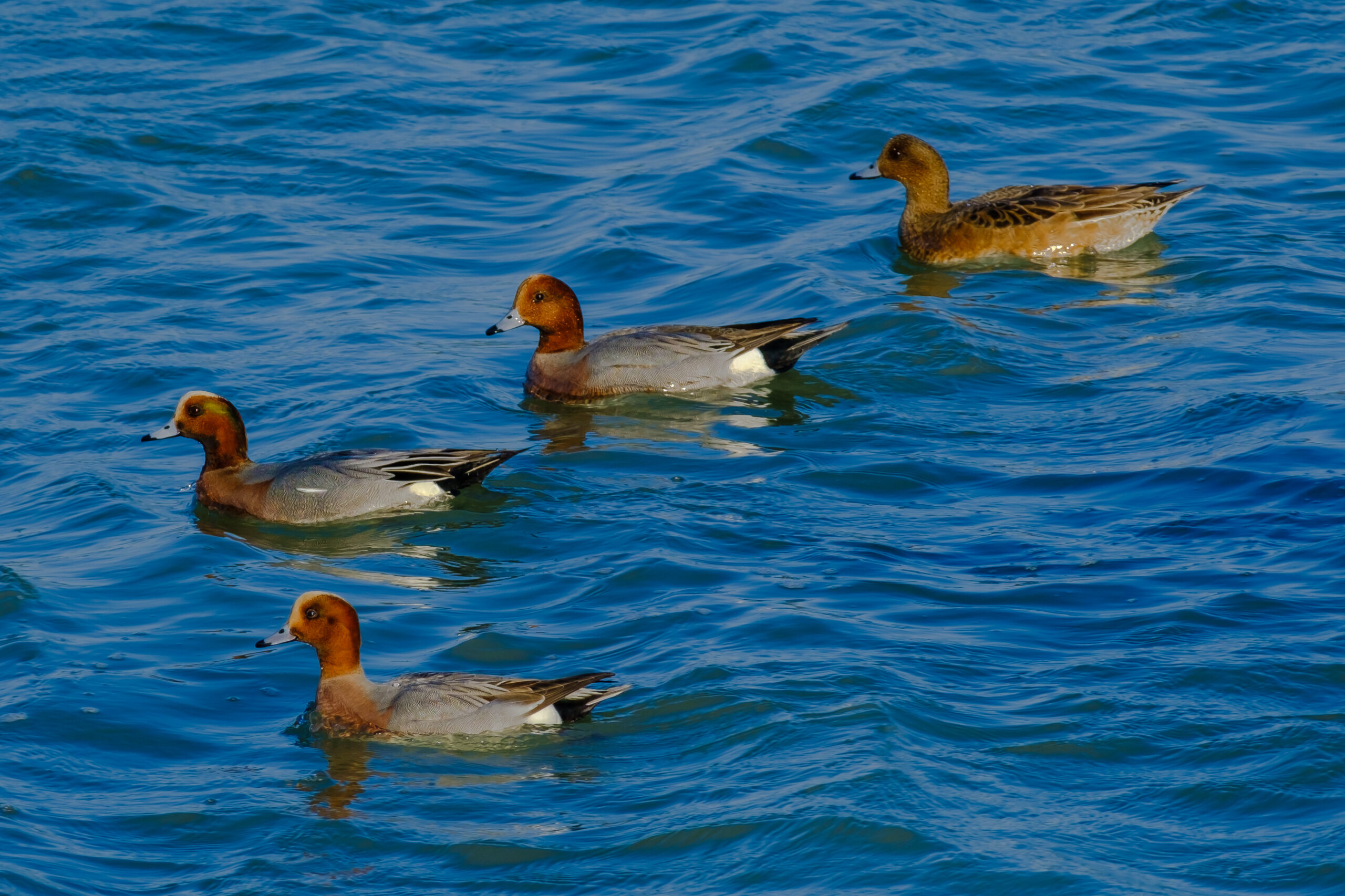 Canards siffleurs