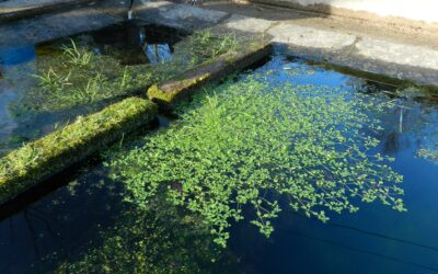 Un guide pour une restauration et une gestion écologiques des lavoirs et fontaines en Bretagne