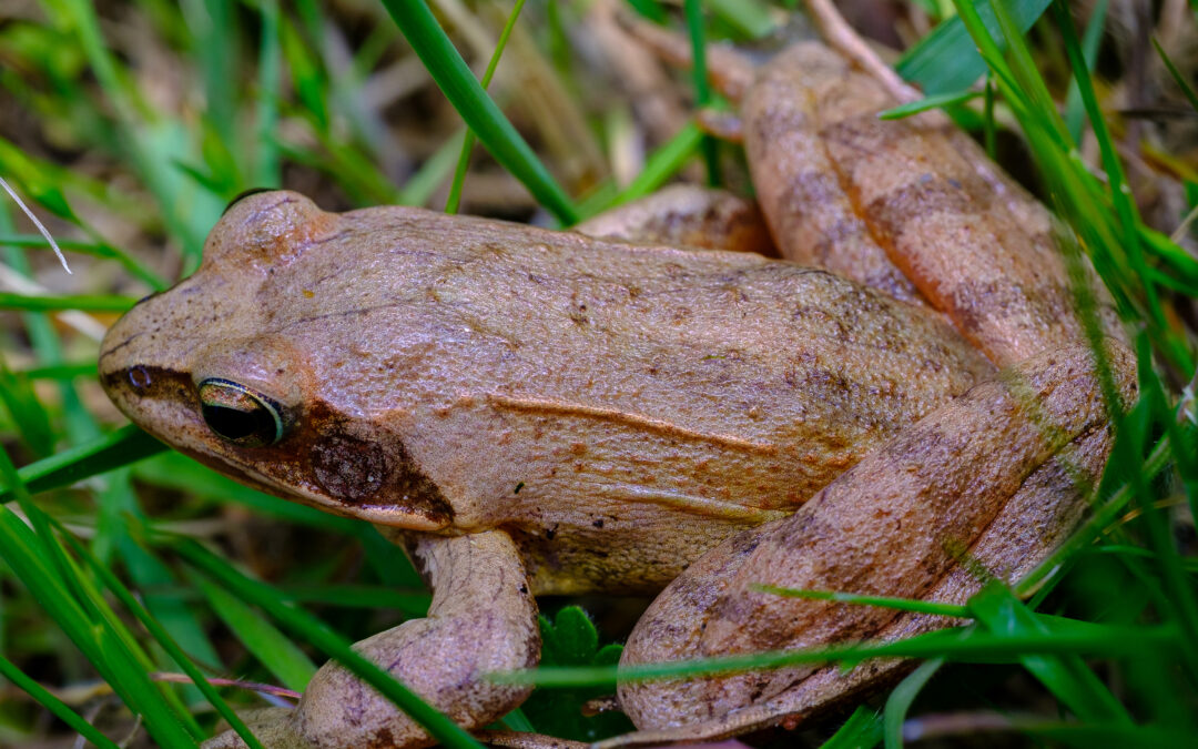 Suivi de la reproduction des Grenouilles agiles sur la Réserve naturelle de la baie de Saint-Brieuc