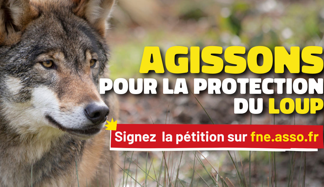 Protection du loup : signez la pétition !