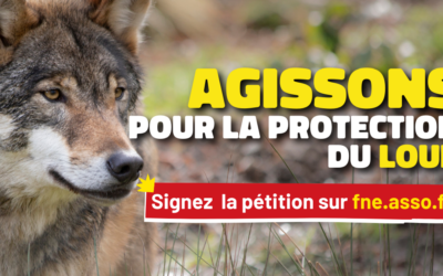 Protection du loup : signez la pétition !