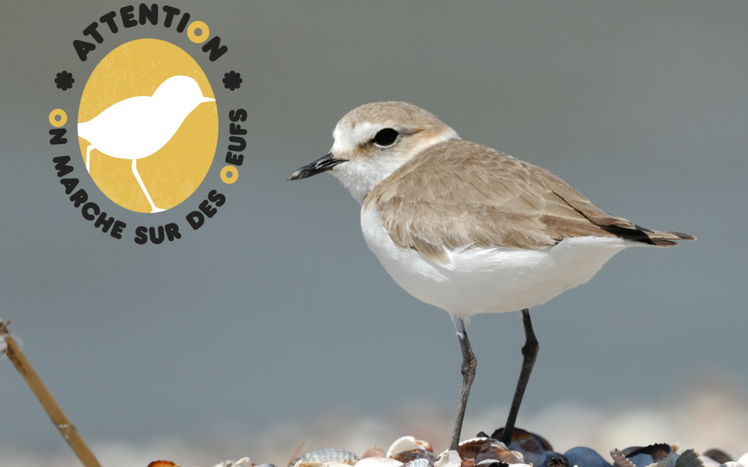 Participez à l&rsquo;opération « Attention, on marche sur des œufs ! »