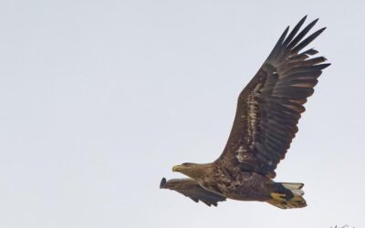 Le passage d’une nouvelle espèce dans la Réserve Naturelle de la baie de Saint-Brieuc