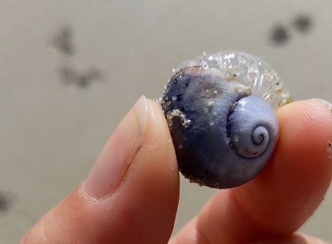 Un escargot marin flotteur !