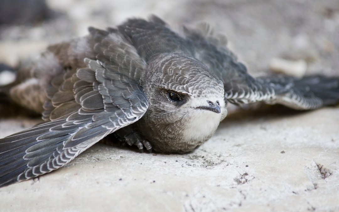 Animaux morts ou en détresse : les bons gestes pour la faune sauvage
