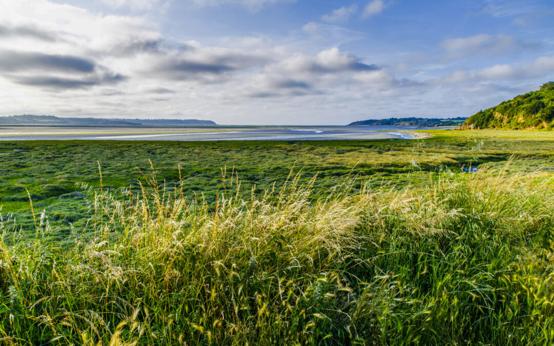 Fête des oiseaux migrateurs : découverte de la baie en bus