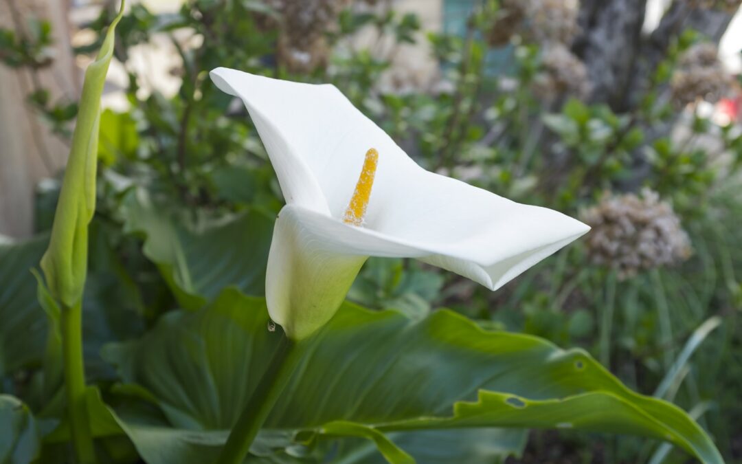L’Arum d’Italie