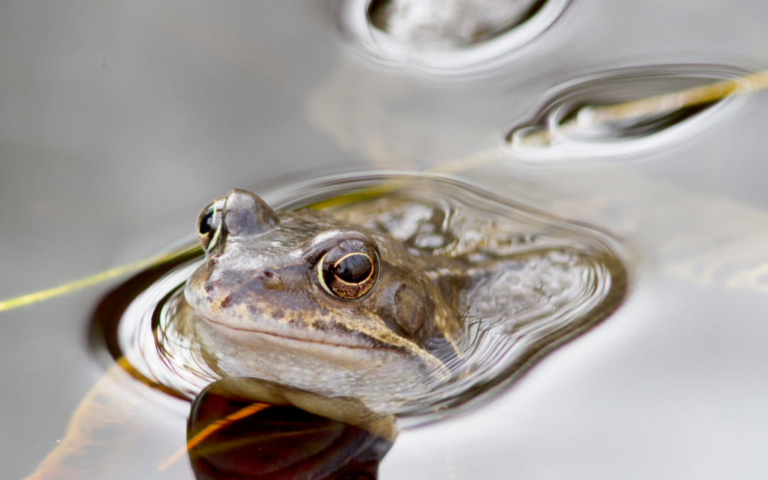 Chantier d&rsquo;entretien de mares chez des paysans de nature