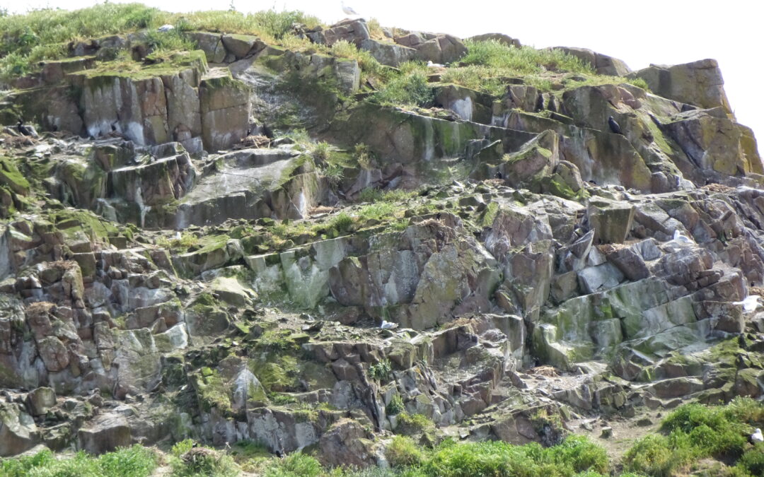 Les oiseaux nicheurs de l&rsquo;îlot du Verdelet impactés par les canicules