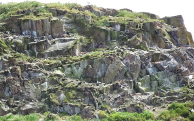 Les oiseaux nicheurs de l’îlot du Verdelet impactés par les canicules
