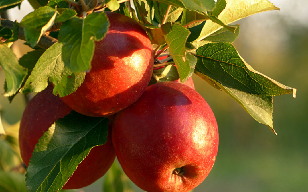 Chantier de ramassage de pommes