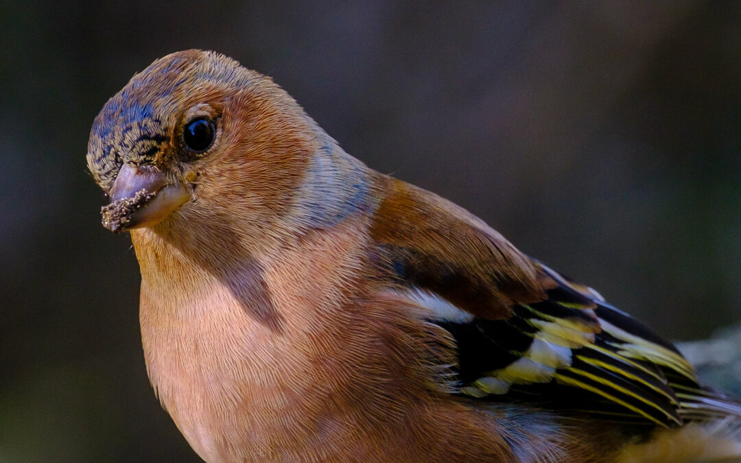 Rencontres d’Ornithologie Bretonne
