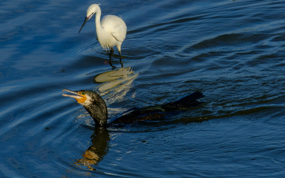 Comptage ornithologique en baie de Saint-Brieuc