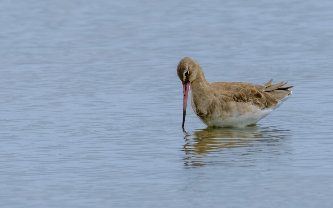 Comptage ornithologique en baie de Saint-Brieuc