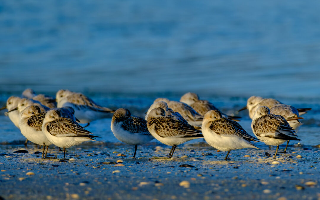 Comptage ornithologique en baie de Saint-Brieuc