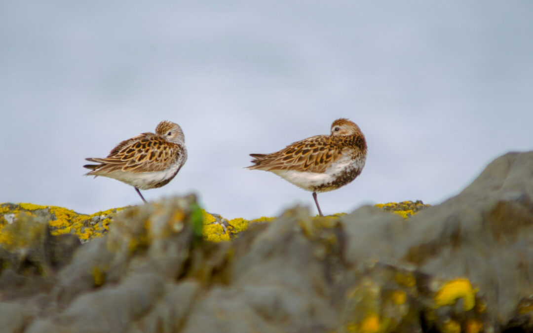 Comptage ornithologique en baie de Saint-Brieuc