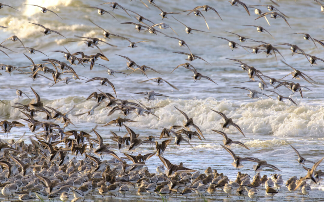 Comptage ornithologique en baie de Saint-Brieuc