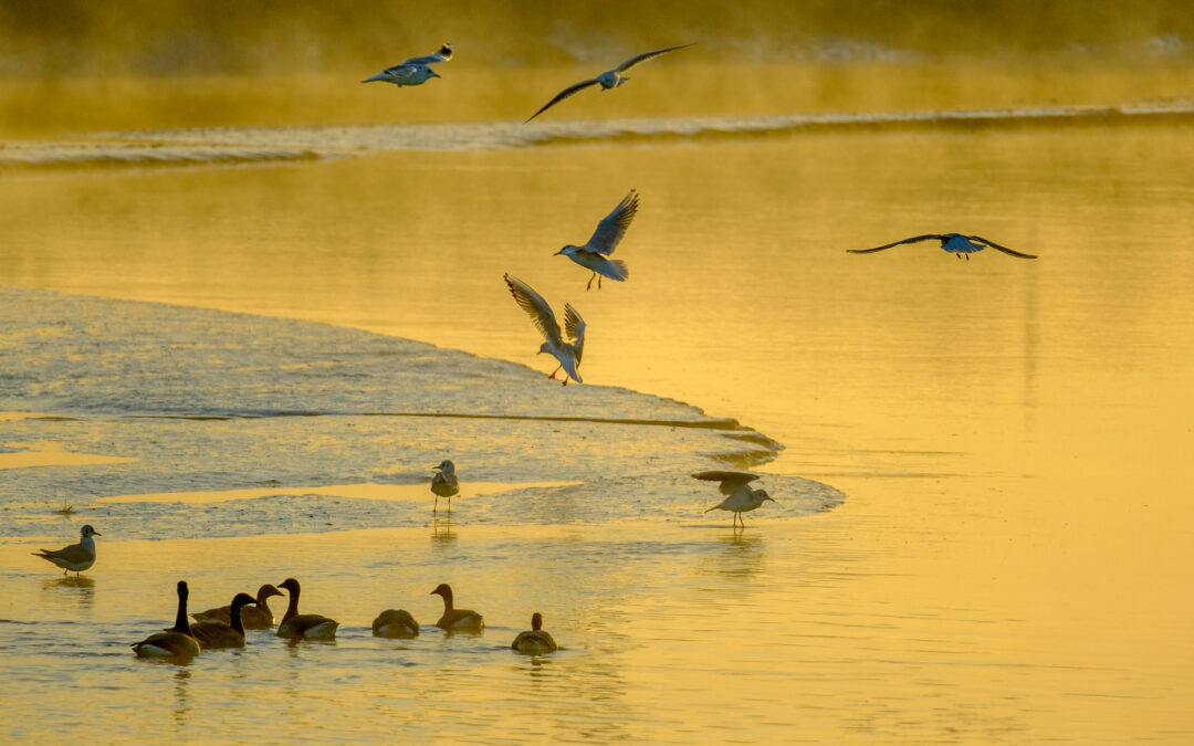 Comptage ornithologique en baie de Saint-Brieuc