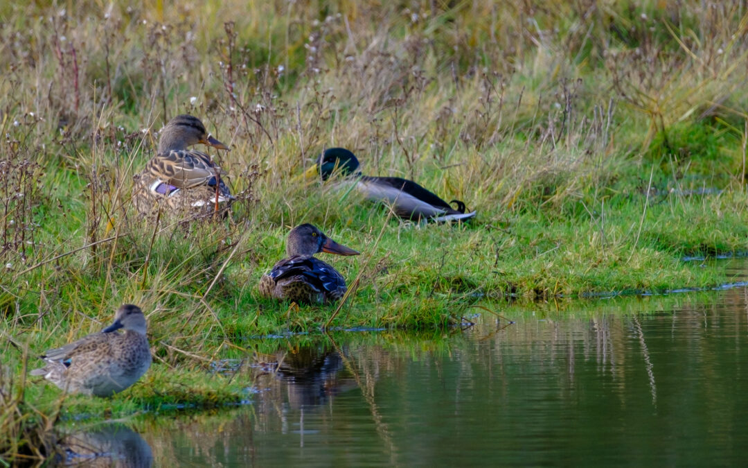 Comptage ornithologique en baie de Saint-Brieuc