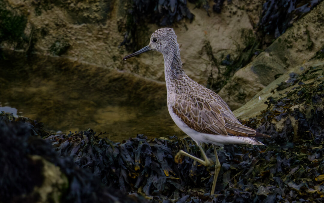 Comptage ornithologique en baie de Saint-Brieuc
