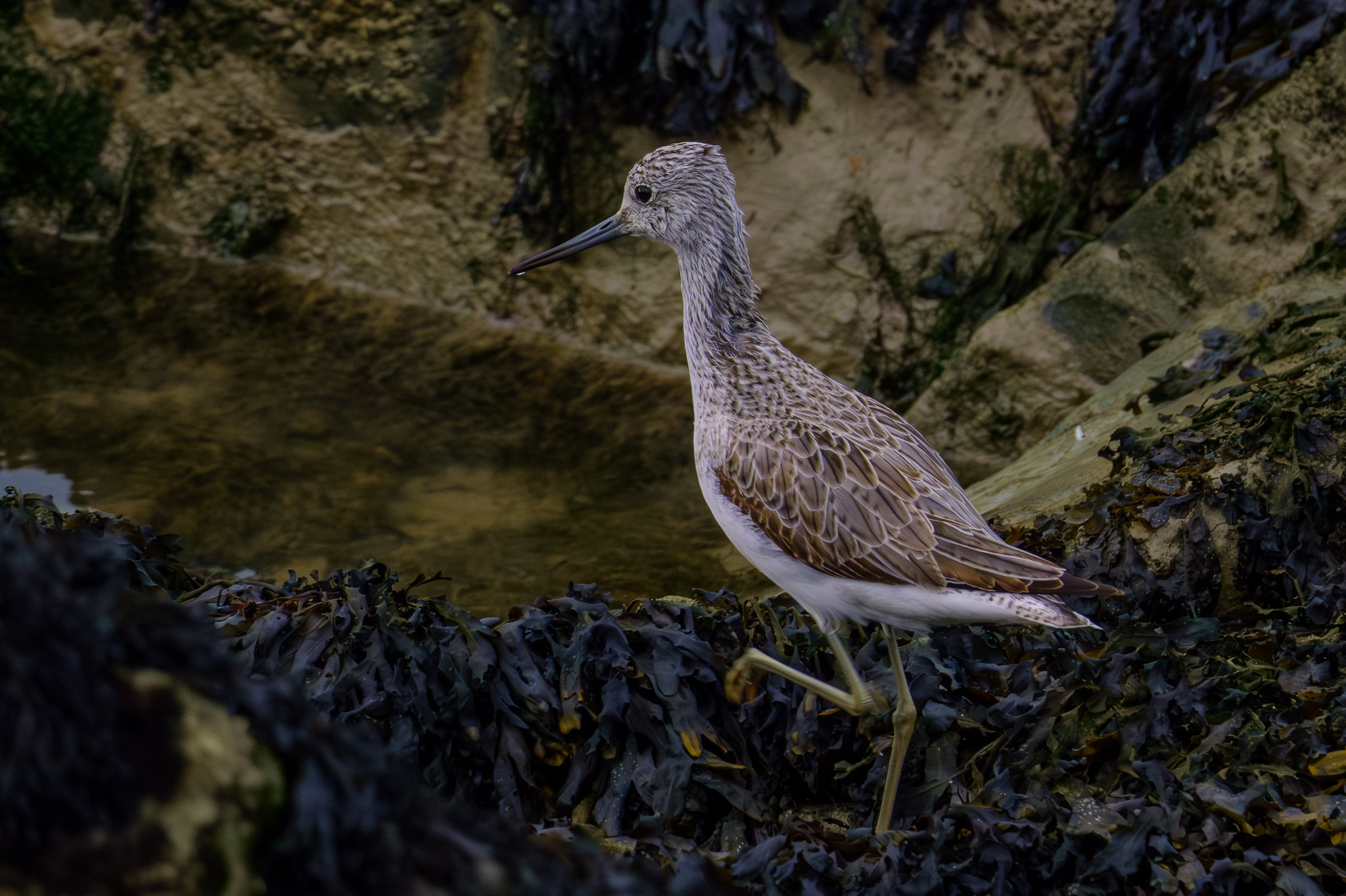 Comptage ornithologique en baie de Saint-Brieuc