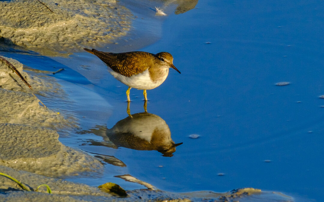 Comptage ornithologique en baie de Saint-Brieuc