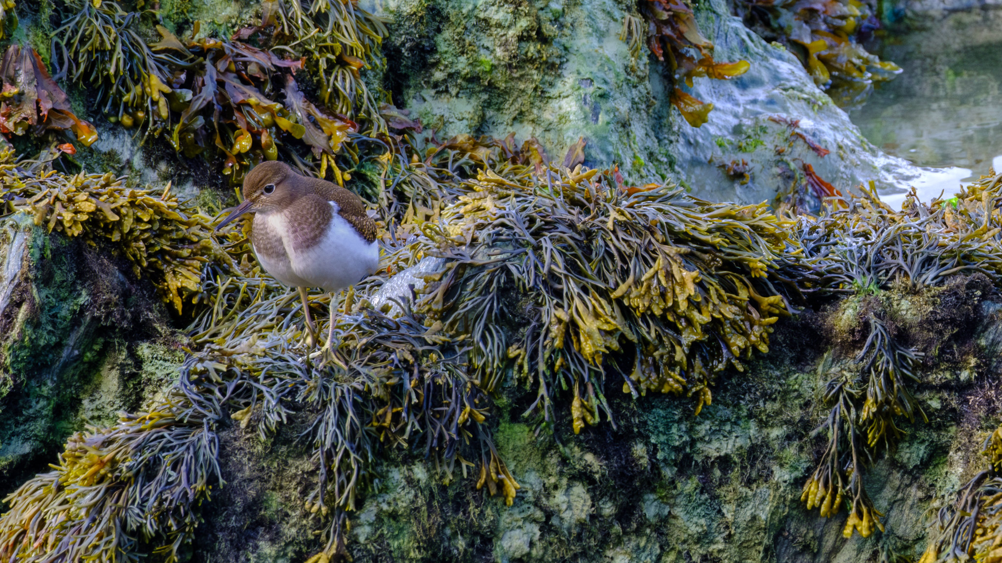 Comptage ornithologique en baie de Saint-Brieuc