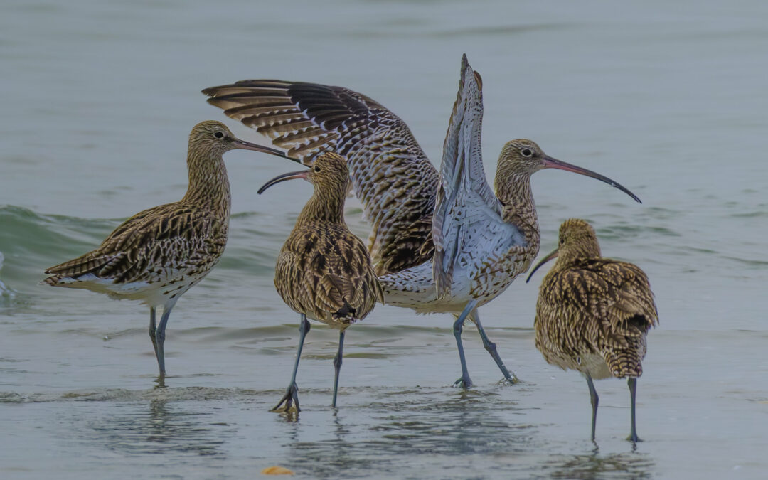 Comptage ornithologique en baie de Saint-Brieuc