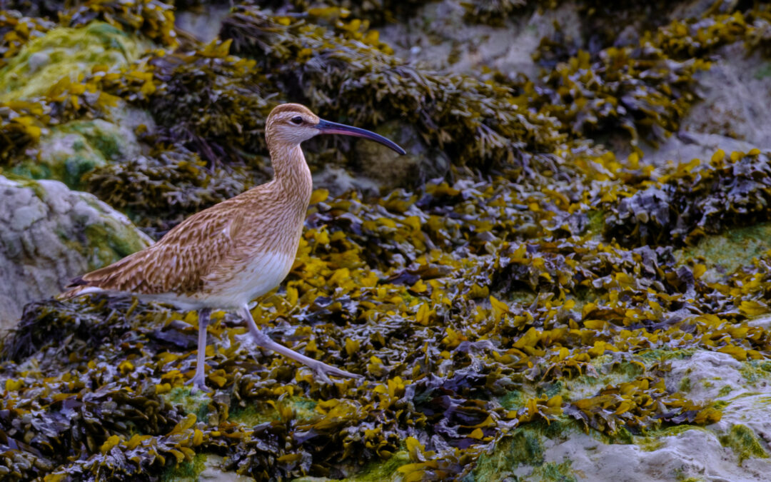 Comptage ornithologique en baie de Saint-Brieuc