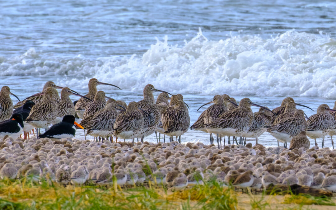 Comptage ornithologique en baie de Saint-Brieuc