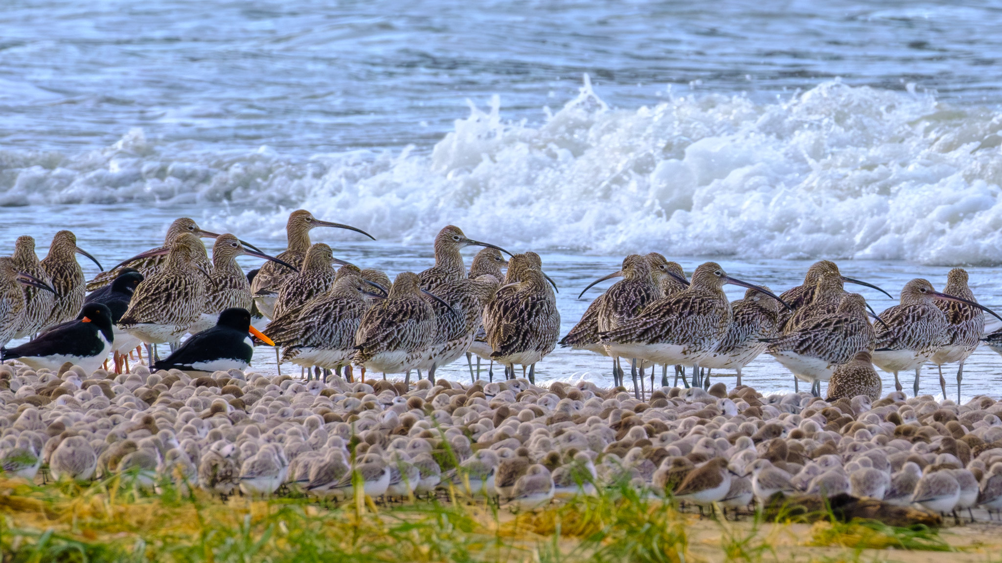 Comptage ornithologique en baie de Saint-Brieuc