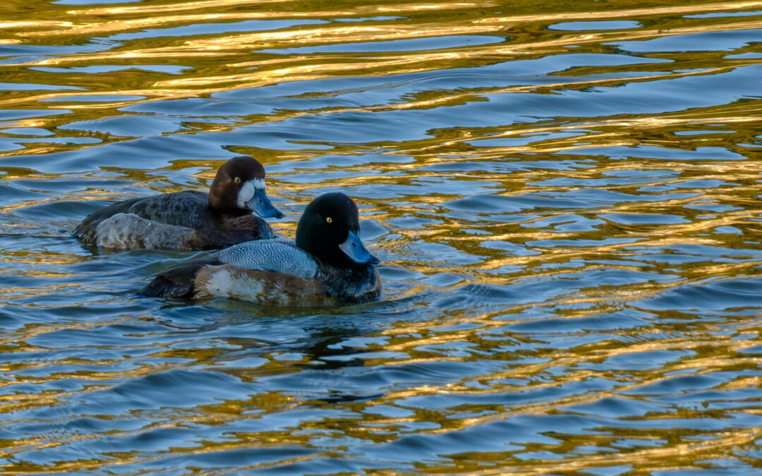 Comptage ornithologique en baie de Saint-Brieuc