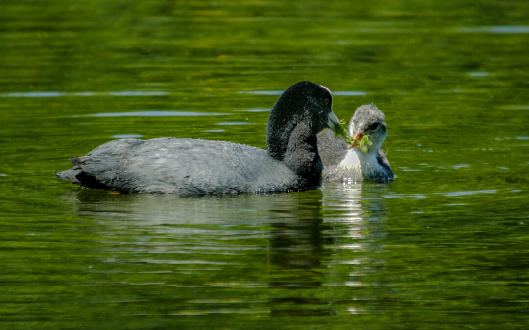 Comptage ornithologique en baie de Saint-Brieuc