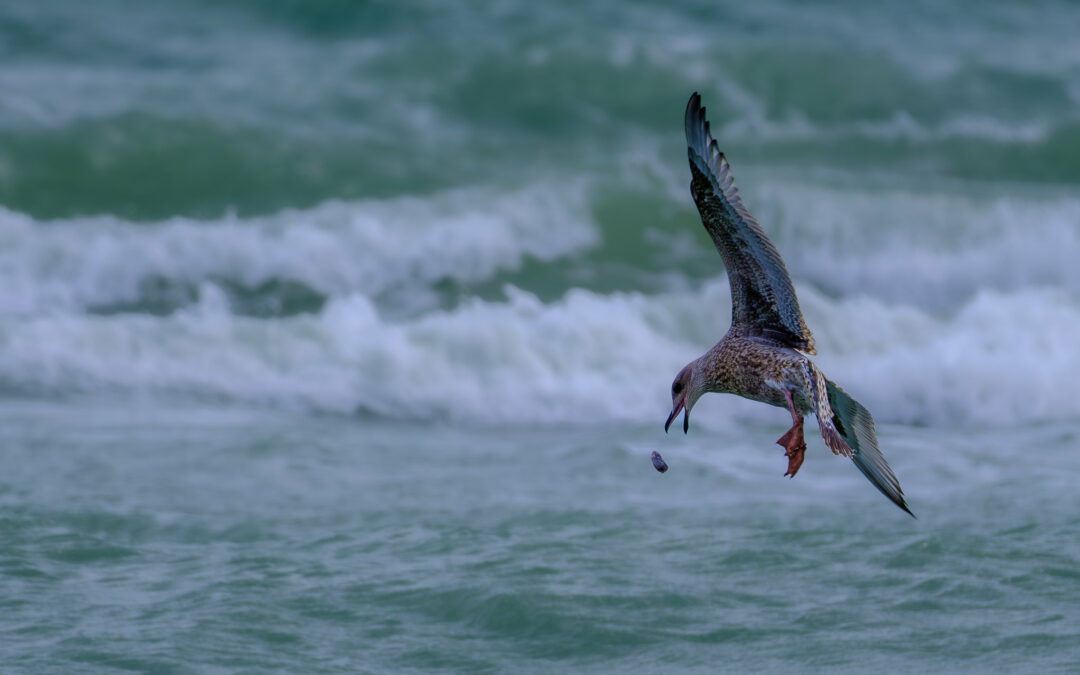 Comptage ornithologique en baie de Saint-Brieuc