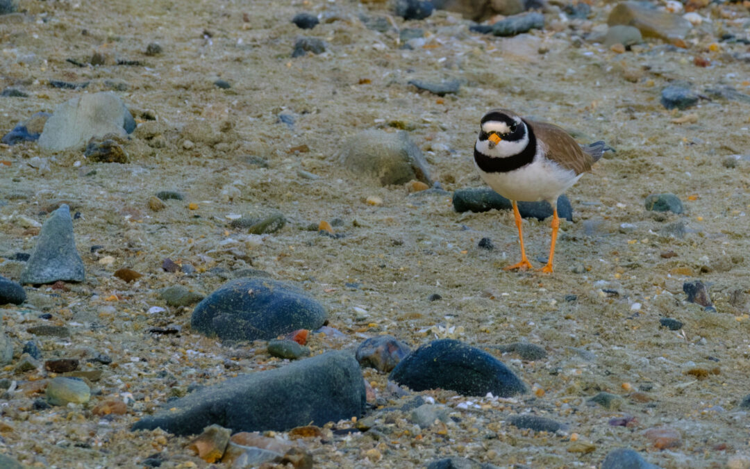 Comptage ornithologique en baie de Saint-Brieuc [Complet]