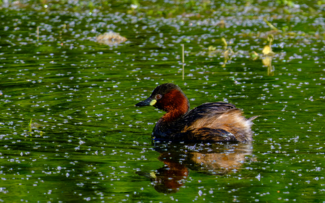 Comptage ornithologique en baie de Saint-Brieuc